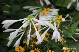 唐山植物园丨玉簪无声 静吐芬芳图片