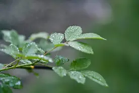 昆明的雨真能挑时间一上班、下班就下雨图片