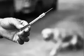 偷狗用的毒针有多毒？偷狗贼偷狗时误扎自己，几分钟后中毒身亡图片