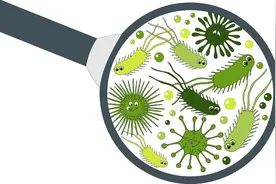 60岁大爷被虾“扎”后感染食肉菌，3天后死亡！多国出现过病例图片