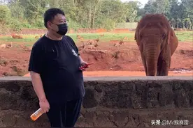 云南象群北迁，德云社相声演员孙越发文求饶：大象真不是来找我的图片