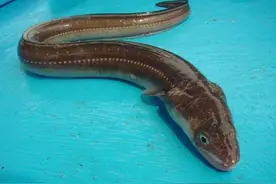 神秘的鳗鱼图片