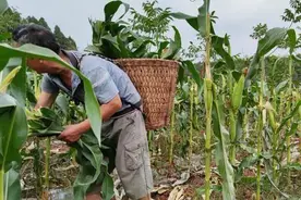 玉米与众不同种植方法，砍掉玉米杆上部，一举两得图片