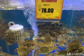 雌蟹雄蟹有啥区别？啥时候吃最好？弄懂再吃，肉多黄肥，钱花得值图片
