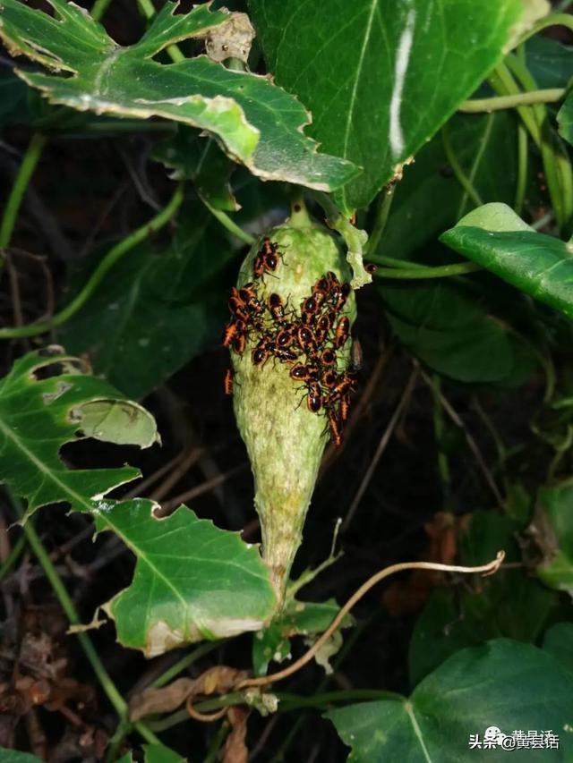 蛆虫超恶心密集恐惧症图片,密集恐惧症慎入:红脊长蝽 - 冷求网