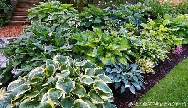 贝拉小蜜蜂草本身体乳