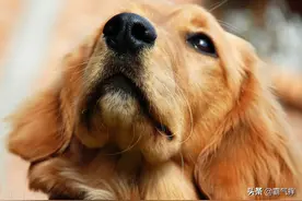 养狗的烦恼，狗狗总是有眼屎，应该怎么办？图片