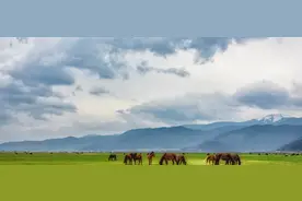 内蒙古的马为什么又肥又壮？饲养技术是关键！这样饲养马才长得好图片