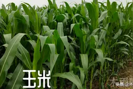 玉米几叶期喷洒芸苔素内酯，多久喷洒一次芸苔素内酯好图片