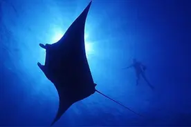 澳洲小哥在海里玩，突然遇到魔鬼鱼朝他生扑来，结果竟是向他求救图片