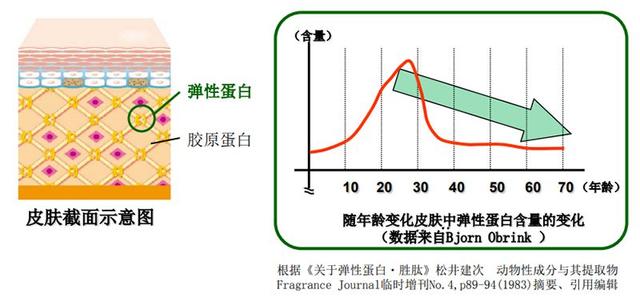 弹性蛋白肽每天吃多少合适 2026年弹性蛋白肽一天吃多少
