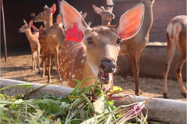 花胶和鹿茸可以 花胶和鹿茸可以同吃吗