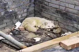受伤北极狐 已在太原动物园里安了家图片