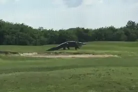 佛州人骑过的鳄鱼，比你撸过的猫还要多图片