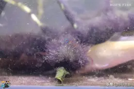 辟谣：鱼缸爆发黑毛藻是观赏鱼太多惹的祸？深扒谜一样的黑毛藻图片