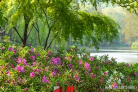 谷雨赏花，太湖鼋头渚的山水杜鹃，见识过后才知道有多美图片