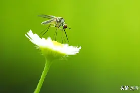 蚊子不分公母，其实都爱吸血，只不过公蚊子需要拼死来吸血图片