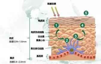 关于美容针，这篇文章都给你说清楚了