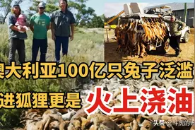100亿只兔子泛滥成灾，本想引进狐狸帮忙，没料到是火上浇油图片