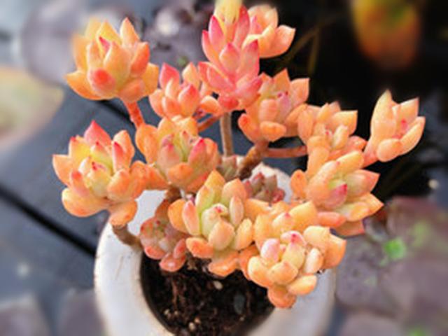 明媚艳丽的多肉小美女,非常容易养成悬崖桩,缀化后更美