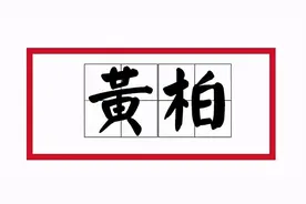 今天，我们来谈谈中药里“三黄”的黄柏！图片