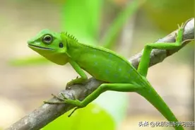 英语原版阅读：I have a pet lizard图片