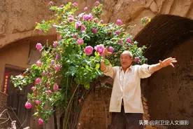 河南农村7旬老人家有百年“牡丹王”，8万不卖，看看啥样图片
