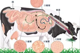 珍晓推科普「第204期」通力合作的“牛肚们”图片