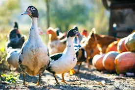 养鸭比养鸡好的17个理由，你怎么看？图片