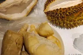 山东威海：女子吃榴莲，被狗狗误认为吃粪便，一边闻屁股一边干呕图片