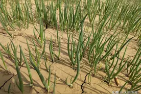 如何种植小葱生长快？不抽苔图片