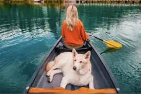 这些宠物出游注意事项，能避免90%的突发事故（建议收藏）图片