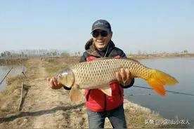 黄河鲤的困局：万元一条的贡品，年获万斤惠及万家，却不见正宗鱼图片