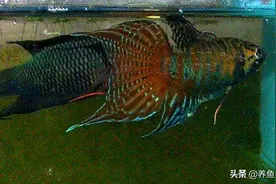 斗鱼怎么挑选？这养斗鱼的挑选攻略，希望能帮你鱼缸选到条好鱼图片