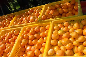 315曝光药水泡沃柑，果农自己都不吃：背后的真相是什么？图片