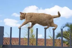 一群来自特种部队的猫咪，就问你怕不怕（三）图片