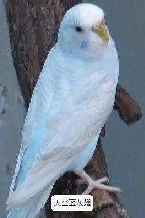 黄绿鱼鳞鹦鹉