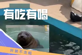 圣彼得堡被救小海豹“赖着不走”被称“脂肪陛下”图片