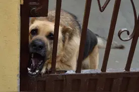 狗看着可爱，但不一定喜欢你摸它！乱摸可能会被咬图片