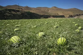 硒砂瓜为什么遭质疑？在沙地中生长，为何会加剧沙地老化？图片