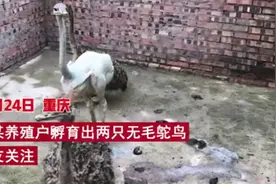 重庆出现一只无毛鸵鸟，身上没有一个毛孔，这是变异物种？图片