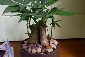 养花时注意，这4种花切不可用大花盆，越小越好，长得旺盛有气质图片