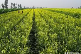 黄花菜荒山坡地都能种，学会了这样科学栽种，高产多赚钱图片