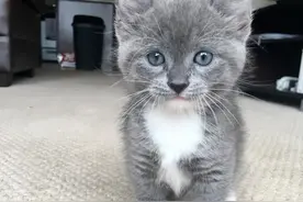 这呆萌可爱的小短腿是卷耳英短蓝猫呢？图片