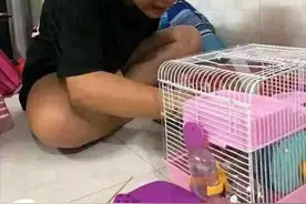 女子匆忙出门忘了笼子，回家后发现仓鼠凉了：晚上就吃猫肉吧图片