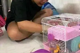 女子匆忙出门忘了笼子，回家后发现仓鼠凉了：晚上就吃猫肉吧图片