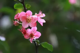 植物也有爱恨情仇，彼此相生相克、亲疏爱憎，就是“情”图片