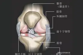 羽毛球运动伤病膝盖损伤是“重灾区”，各大球友且打且珍膝图片