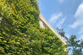 “大积医”里的“小药植”——凌霄花图片