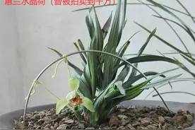 名贵兰花价值百万、千万，那什么兰花才算是名贵兰花？图片